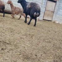 قوچ دندان ۴|حیوانات مزرعه|خسروشاه, |دیوار