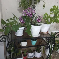 فروش ویترین زیبا سه طبقه