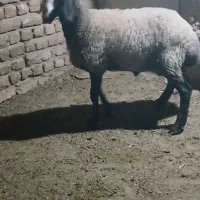 بره نر شالی|حیوانات مزرعه|رامند, |دیوار