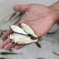 بچه ماهی کپور آمور فیتوفاگ|ماهی|سبزوار, کلاته سیفر|دیوار