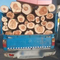 خرید چوب ودرخت تر وخشک