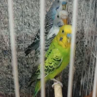 مرغ عشق|پرنده|شیروان (خراسان), |دیوار