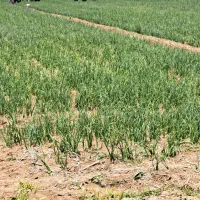 نیازمند کارگر در انبارسیب زمینی