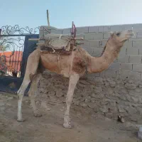 شتر نر مخصوص سره گله