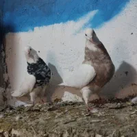 کبوتر رنگی گردن|پرنده|دینور, |دیوار