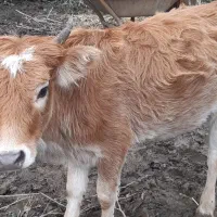 گوساله ماده|حیوانات مزرعه|شفت, |دیوار