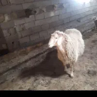 اهر