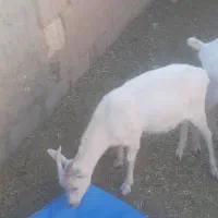 بزغاله ماده سانن فروشی|حیوانات مزرعه|سده (خراسان جنوبی), |دیوار