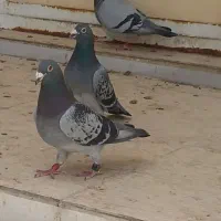 جفت پلاکی ودوتانر
