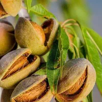 نهال بادام مامایی رقم سنگی دیرگل پیشفروش|خدمات باغبانی و درختکاری|ایلام, |دیوار