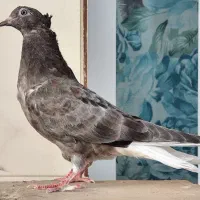 سرور دم سفید