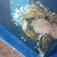 مرغ عشق با جوجه