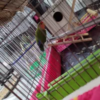 مولد کوتوله برزیلی کار داده|پرنده|بجنورد, |دیوار