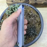 اپل iPhone 13 Pro با حافظهٔ ۲۵۶ گیگابایت|موبایل|کرج, اصفهانی‌ها|دیوار