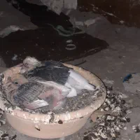 کفتر رنگی