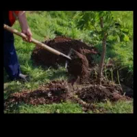 خدمات باغبانی غفاری در خدمت دوستان عزیز