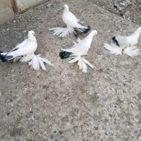 کبوتر، گوی گویروخ ایاخلی|پرنده|خسروشاه, |دیوار