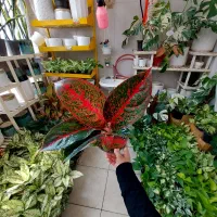 گل اگلونما رداستارخاص فیکوس لیراتا وبرکین