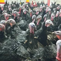 بوقلمون نر کشتاری و ماده جهت تخمگذاری|حیوانات مزرعه|قم, زینبیه|دیوار