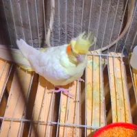 عروس هلندی  ماده معاوضه هم داره|پرنده|زهک, |دیوار