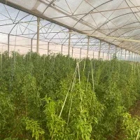 گلخانه|فروش دفتر صنعتی، کشاورزی، تجاری|بیستون, |دیوار