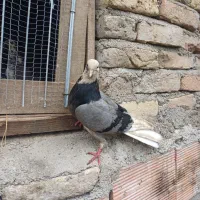 کبوتر نر پرشی غریب