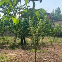 زمین ۳۴۰ متری(کوچه عسل)اقساط ده ماهه