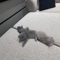 بچه گربه اسکاتیش دبل فولد