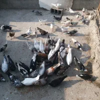 پرواز
