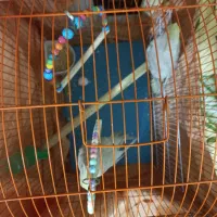 عروس هلندی زیبا