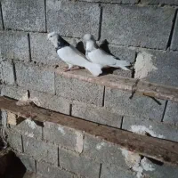 جفت طوقی فروشی.