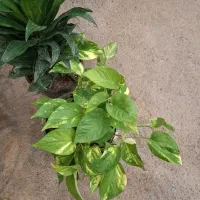 پتوس|گل و گیاه طبیعی|مشهد, نیروی هوایی|دیوار