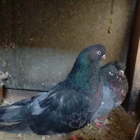 کبوترزیباوکمیاب