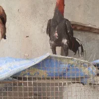 مرغ وخروس|حیوانات مزرعه|میناب, |دیوار