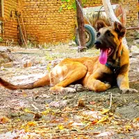 سگ  گمشده|حیوانات|همدان, |دیوار