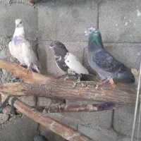 کبوتر پرشی