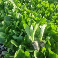 فروش  نشا کاهو و کلم و ....