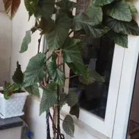 گل آپارتمانی|گل و گیاه طبیعی|مراغه, |دیوار