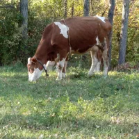 گاو همراه گوساله|حیوانات مزرعه|شاهرود (اردبیل), |دیوار