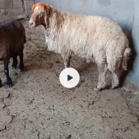 قوچ داشتی