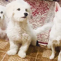 واگذاری رایگان