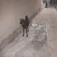 ۱ راس تیبز و ۱راس چپش نر