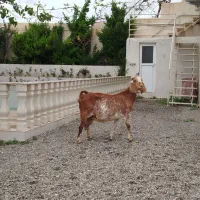 بز پاکستانی ابستن سنگین