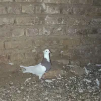 کفتر طوقی فروشی