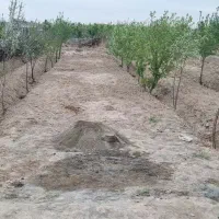 باغچه-500-متری