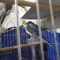 عروس هلندی جفت