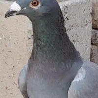 سبز ماده پلاکی نصل دار