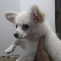 سگ پامر اشپیتز سه ماهه