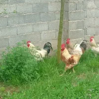 ۳ تا خروس گلپایگانی