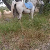 مادیان باکره|حیوانات مزرعه|مشگین شهر, |دیوار